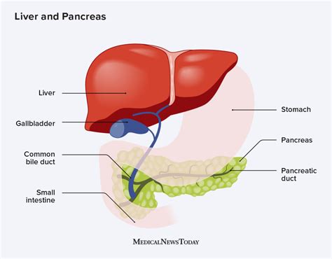 Pancreas: Functions and disorders