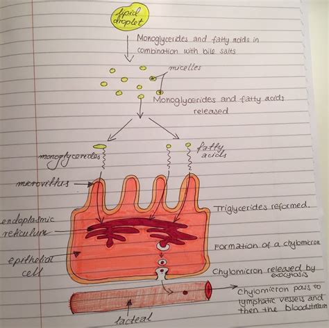 Triglycerides digestion diagram Gi System, Nursing School Motivation, Biology Notes, Bedroom ...