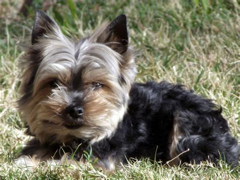 Yorkie Dog In Yard 4 Free Stock Photo - Public Domain Pictures