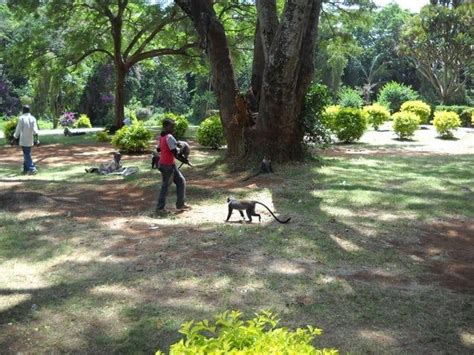 Top 5 Picnic Spots In Nairobi - Discover Walks Blog