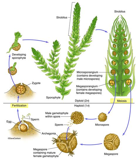 Spike Moss (Selaginella) Structure & Life Cycle photo | Botany, Biology plants, Life cycles