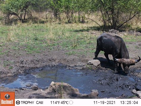 Buffalo & Plains Game Hunt Special Zambia At MBIZI SAFARIS ...