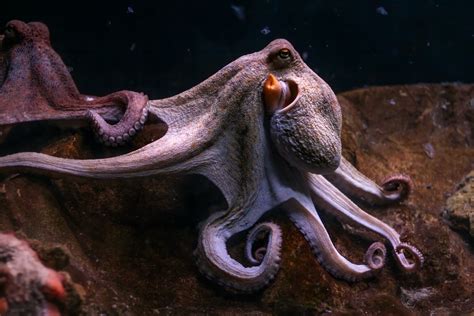 15 Incredible Octopus Photos and Facts
