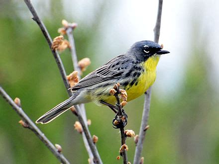 Kirtland's warbler | Wiki | Everipedia