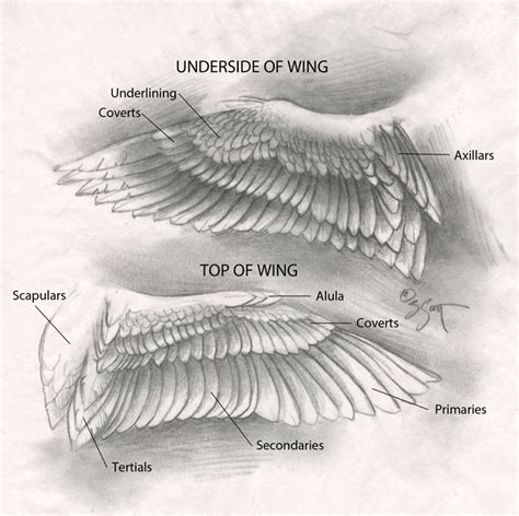 Sandy Scott Art: #422 In the studio: Bird anatomy, con't