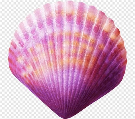 Concha roxa, concha do mar, roxo, azul png | PNGEgg