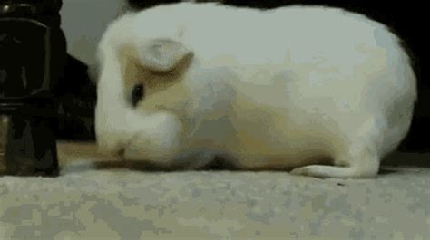 Yawning Hamster Gif