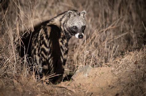 Wild Facts Sabi Sabi Private Game Reserve | The African Civet