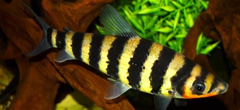 Banded Leporinus Behaviour Shoaling Habitat Size Water PH Feeding and ...