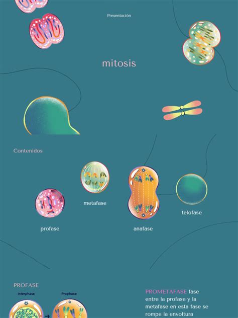 Mitosis | PDF