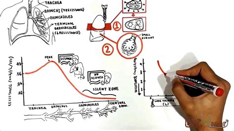 Airway resistance (USMLE step 1) - YouTube