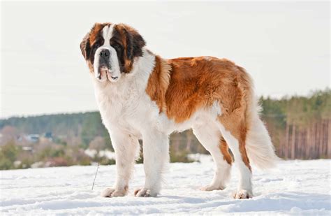 Should You Get A Saint Bernard? The Complete Breed Guide