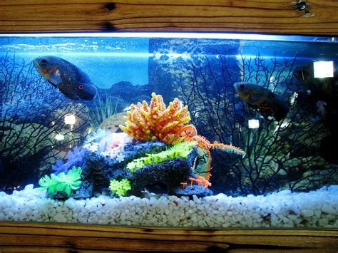 Start an Indoor Fish Farming Business from Home | WorldWide Aquaculture