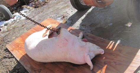 Life at Stone Soup Institute: Butchering Pigs