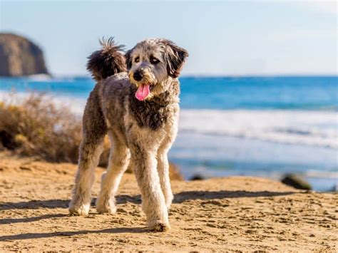 What Is An Australian Shepherd Poodle Mix? (Breed Fact File)