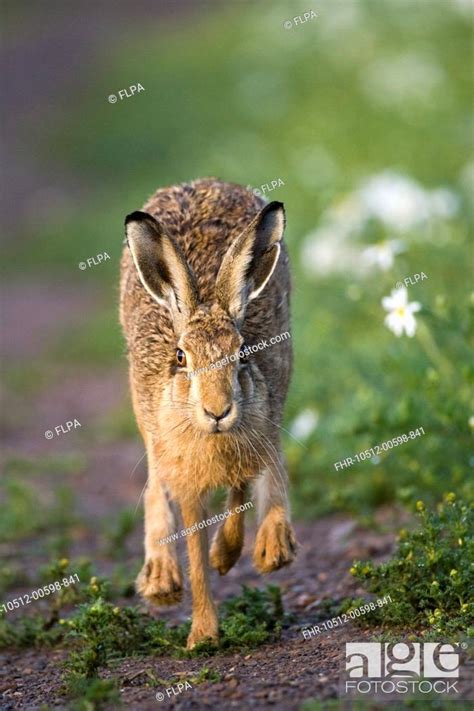 European Hare Lepus europaeus adult, running along track in farmland ...