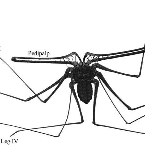 -Ectoparasites of some Amblypygi species. (a, c) The amblypygid... | Download Scientific Diagram