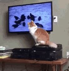 Television Tv GIF - Television Tv Watching - Discover & Share GIFs