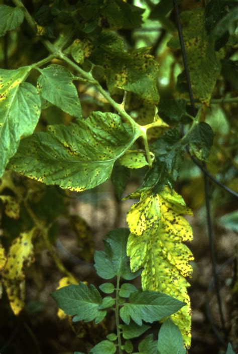 Septoria leaf spot on tomatoes | Vegetable Pathology – Long Island ...