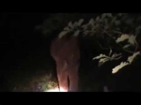 Bigfoot prank on Trail Cam - YouTube