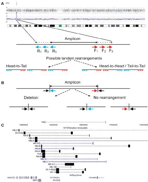 Primer design and layout. (A) High density SNP-array data were used to... | Download Scientific ...