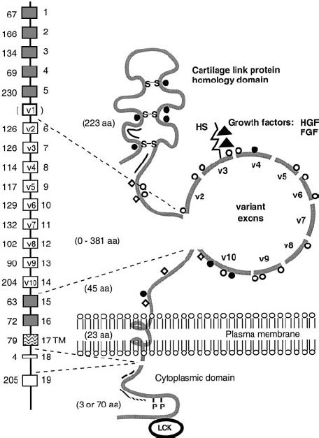 Schematic representation of the CD44 gene and its encoded proteins. The ...