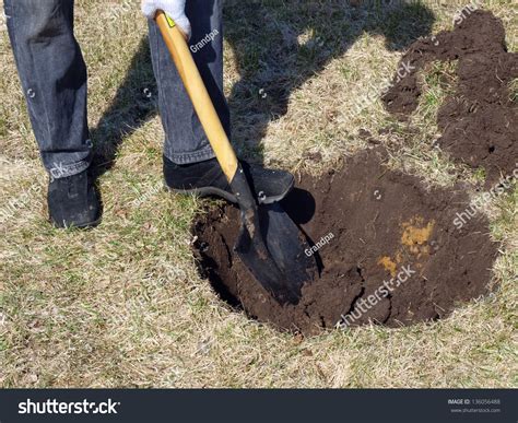 Digging The Hole For Planting Tree In Garden Stock Photo 136056488 : Shutterstock