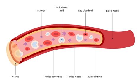 Platelets Cells Diagram