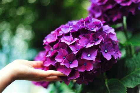Hydrangea Leaves Turning Brown? 13 Solutions To Save Your Plant
