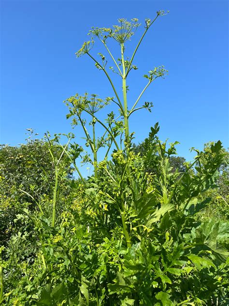 Wild parsnip - General Gardening - Growing Fruit