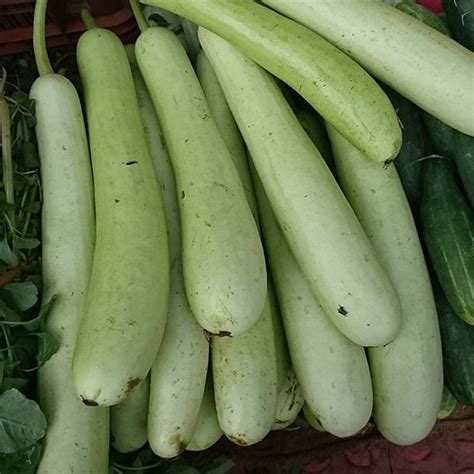 Bottle Gourd Lauki Desi Seed, Packaging Size: 1 kg, Rs 7000 /kilogram ...