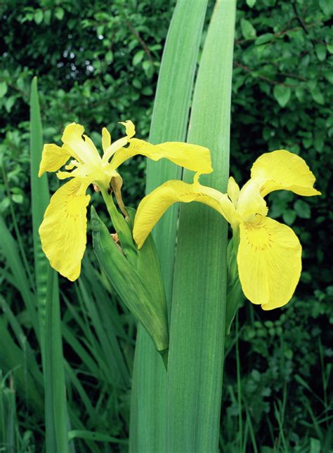 Yellow Flag Iris Photograph by Paul Harcourt Davies/science Photo Library - Fine Art America