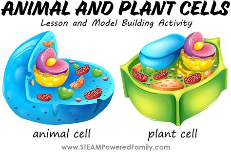 Top 180+ Plant cell animal cell model - Merkantilaklubben.org