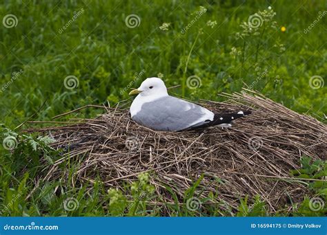 Seagull on the nest stock image. Image of brushwood, bird - 16594175