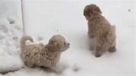 Video These adorable puppies are loving the Texas snow - ABC News