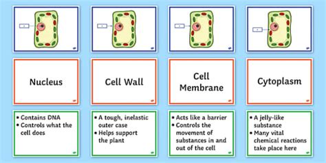 Plant Cell Structure + Function Activity | KS3 Science | Beyond