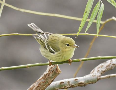 Blackpoll Warbler in its beautiful Fall plumage - looks nothing like in ...