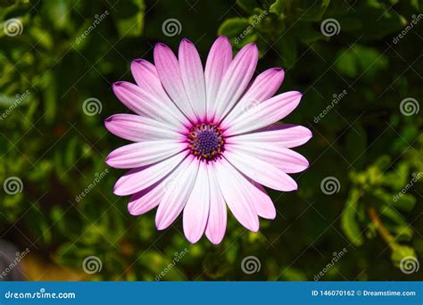 Solitary Flower stock photo. Image of pink, alone, flowers - 146070162