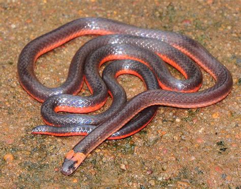 Calliophis castoe, Castoe's Coral Snake, Dichole, Goa. Smith et al. (2012). New species of Asian ...