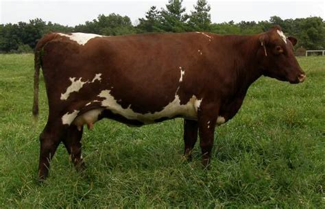 Nile Valley Lady 32 THF-P Milking Shorthorn cow | Cow, Dairy cows ...