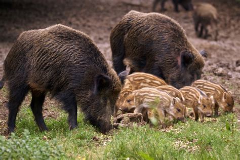 Feral Pigs Getting More Attention in Canada | Grand View Outdoors