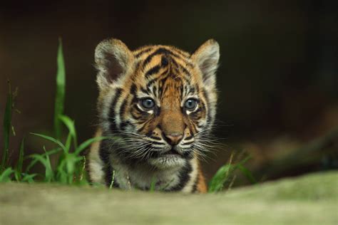 Cute Tiger Wallpapers - Wallpaper Cave