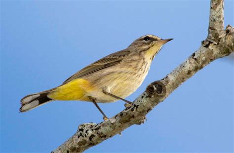 Inside The Palm Warbler's Migration Journey - Owen Deutsch Photography