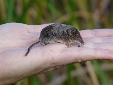 Shrews are similar to voles but don’t fret, you can tell the difference ...