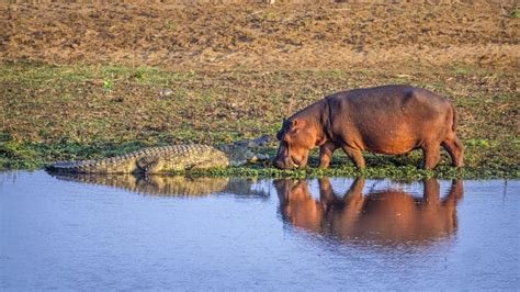 Nile Crocodile - Up Close and Personal With Africa's Largest Reptile