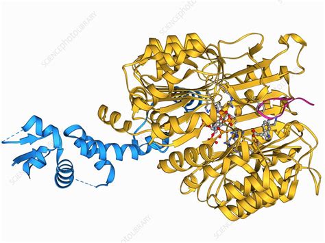 Transport inhibitor response 1 protein - Stock Image - F006/9628 - Science Photo Library