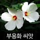 위메프플러스 -부용화씨앗 꽃씨앗 꽃씨 ( hibiscus mutabilis 2g ) : 꽃/원예/원예용품