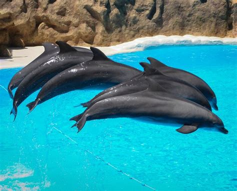 Premium Photo | Side view of dolphins jumping out of water at zoo