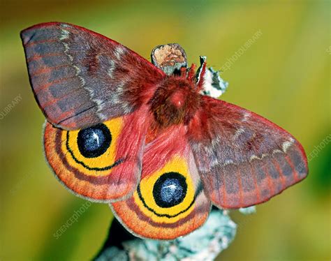 Io Moth - Stock Image - Z355/1395 - Science Photo Library