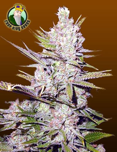 Haze Xtreme from Crop King Seeds | strains.io | cannabis marijuana strain info